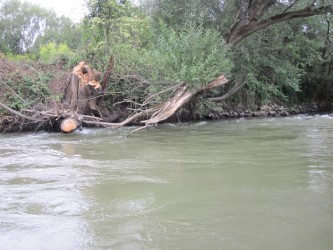 Čiastočne odstránený spadnutý strom cez rieku Hornád